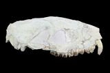 Oreodont (Merycoidodon) Partial Skull - Wyoming #95058-3